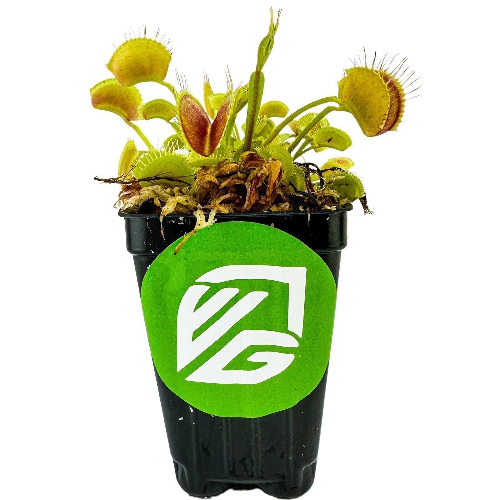 Venus Fly Trap Carnivorous Plant - Dionaea muscipula - Live Plant gallery