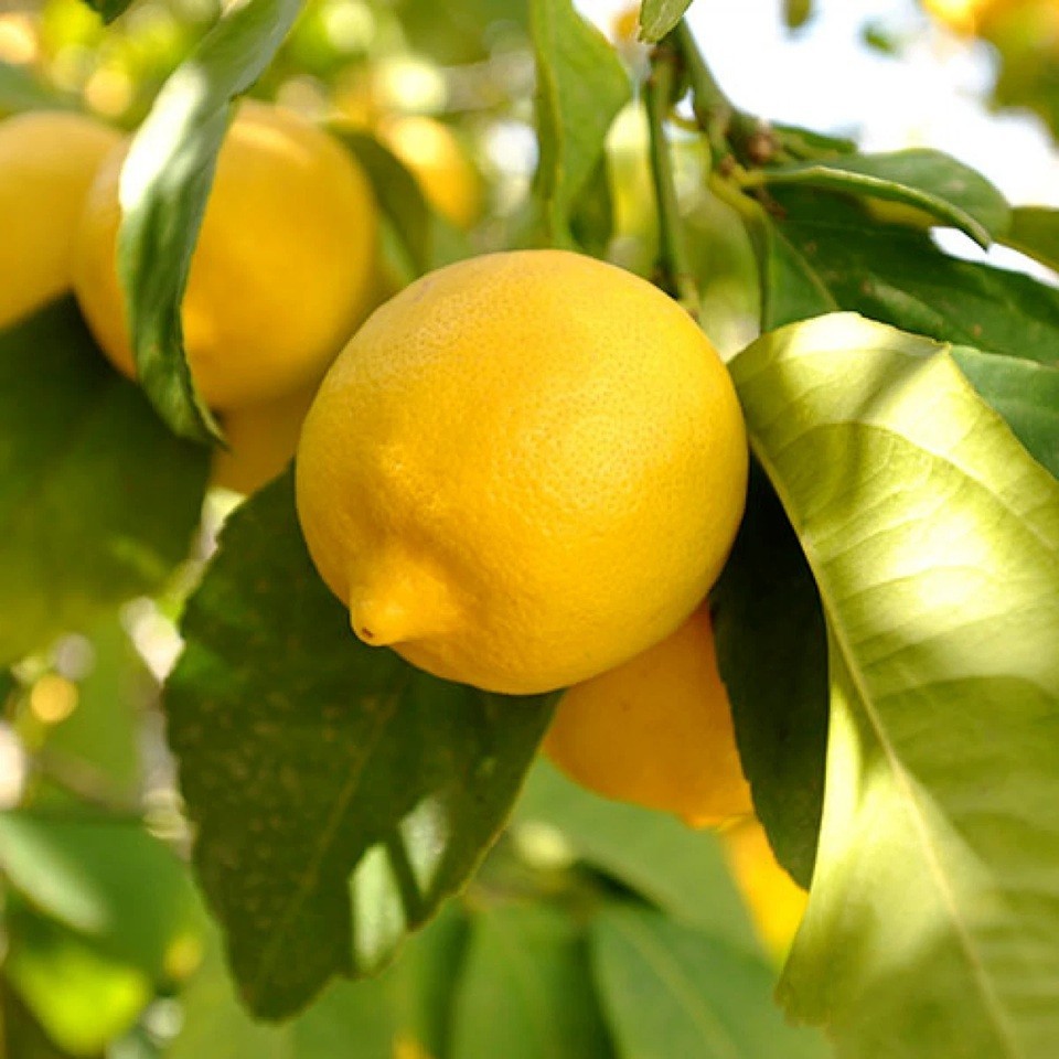 LIVE PLANTS LEMON TREES 1 yo 3"+TALL EDIBLE CITRUS FRUIT LANDSCAPING SEEDLING gallery