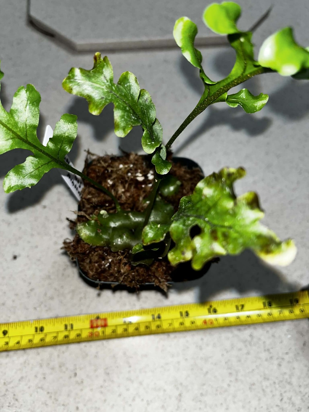 Lecanopteris gominator 4 inch pot Fully Rooted Rare gallery