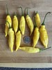 Lemon Drop / Aji Limon Pepper Seeds 25+ Seeds Citrusy & Spicy Free Shipping. gallery