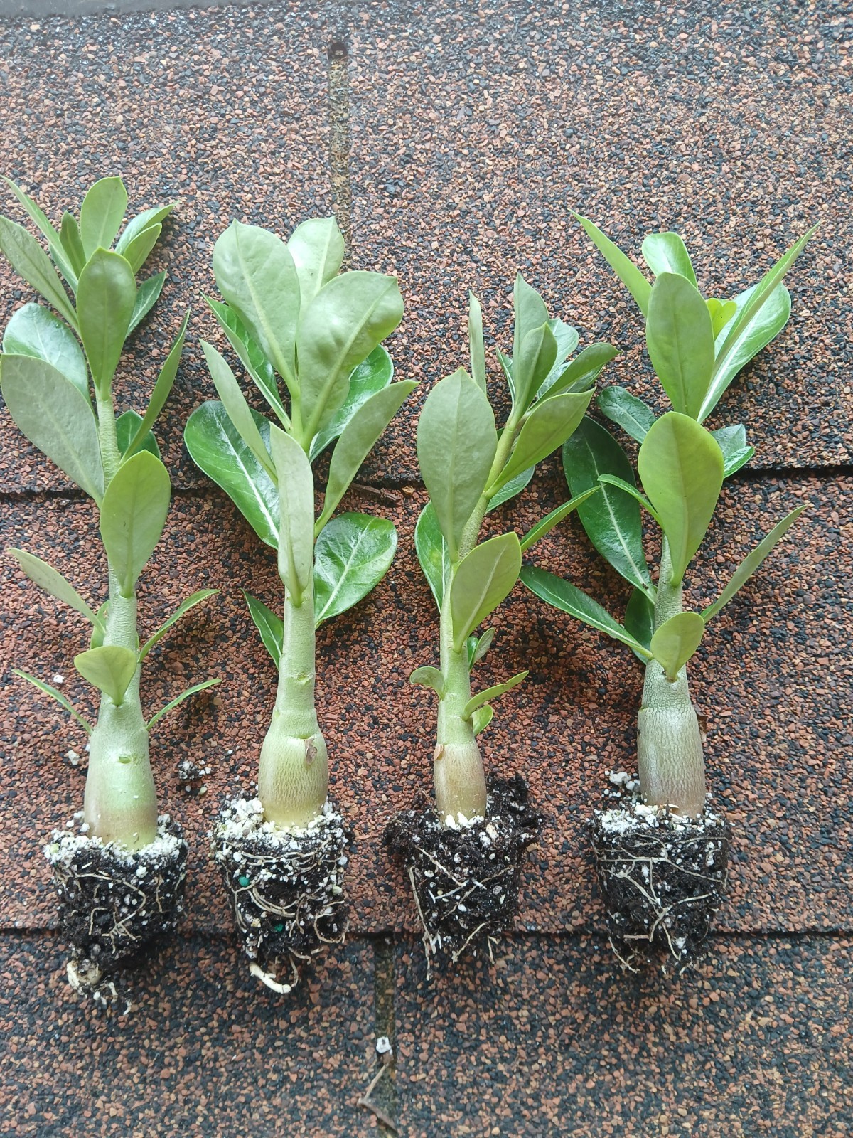 Desert Rose Live Plants, 4 Pack, Adenium Obesum, Mixed Color Blooms, Bulk Plants gallery