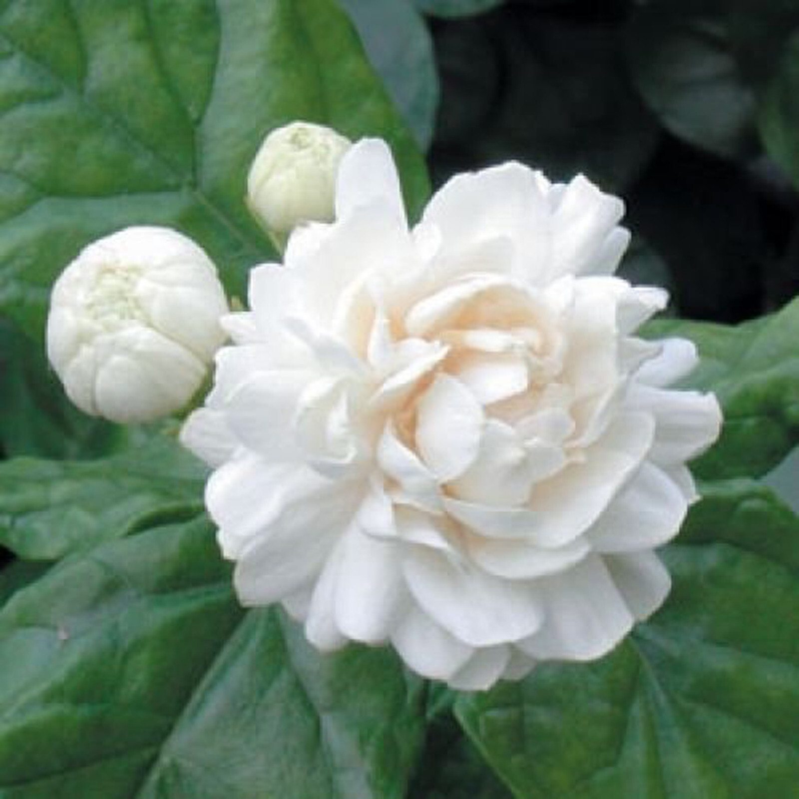 Arabian Jasmine Plant 7" height gallery
