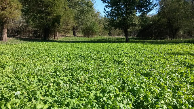 3 LBS DEER GREENS PURPLE TOP TURNIP DAIKON RADISH RAPE SEED DEER FOOD PLOT SEED gallery
