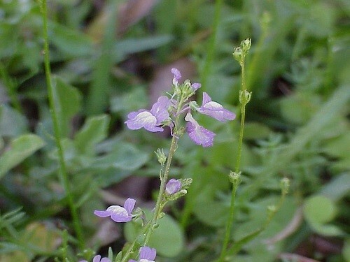 Canadian Toadflax Seeds (Linaria canadensis) ✤ Bulk ✤ 2 Grams gallery