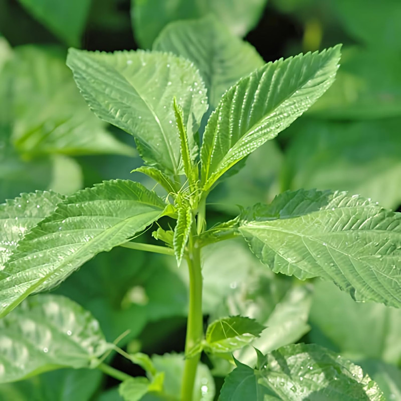 2000+ Seeds Egyptian Spinach, Jute Plant, Corchorus Olitorius Molokhia, Ewedu, J gallery