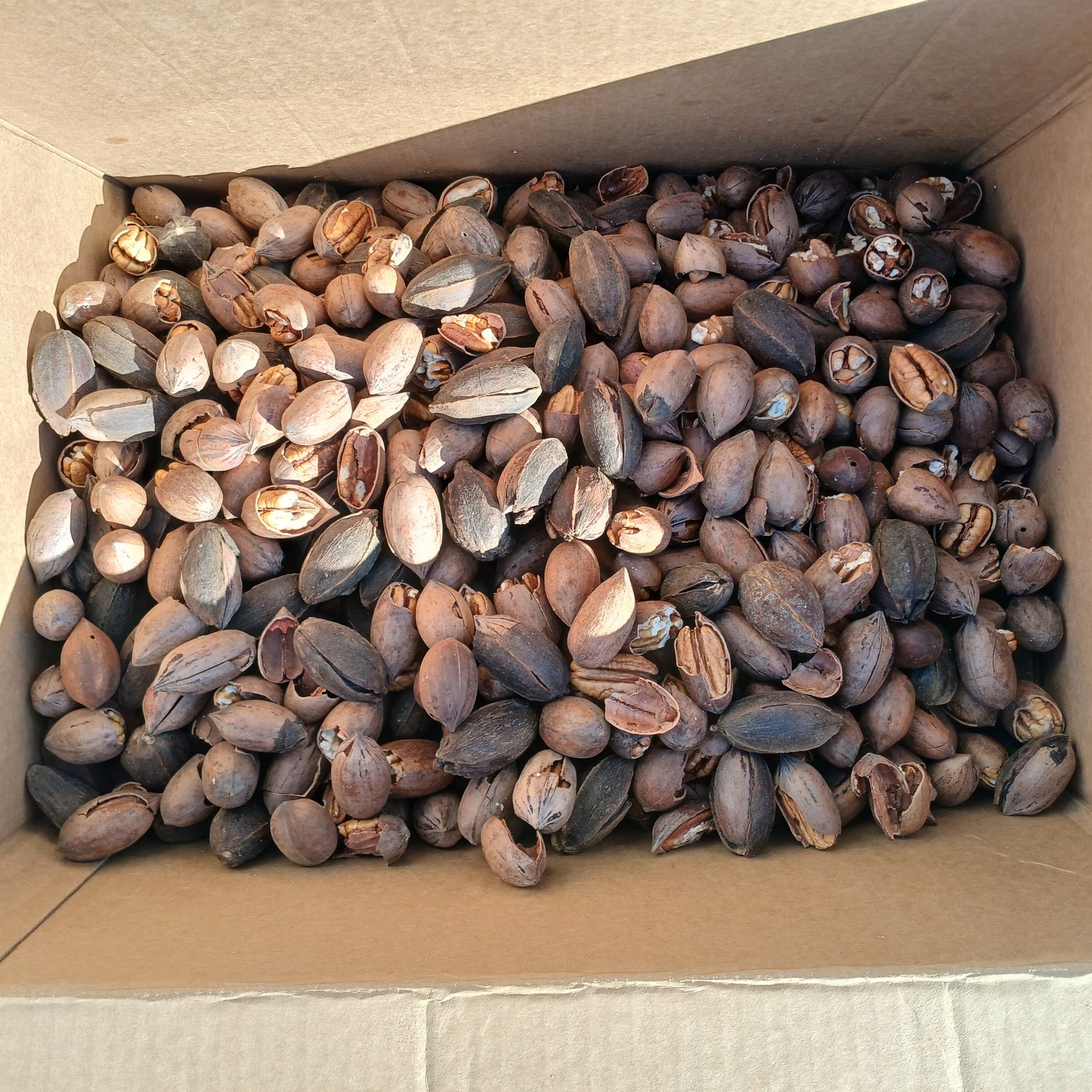 Squirrel Grade Bulk Paper Shell Oklahoma Pecans in Shell gallery