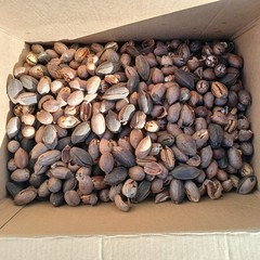 Squirrel Grade Bulk Paper Shell Oklahoma Pecans in Shell