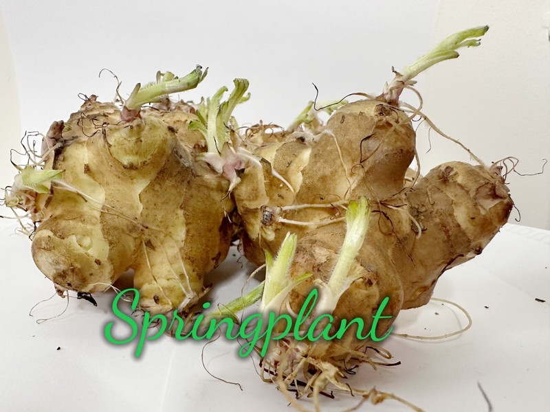 Sprouting Jerusalem Artichoke/Sunchoke - Individual Tubers For Planting gallery