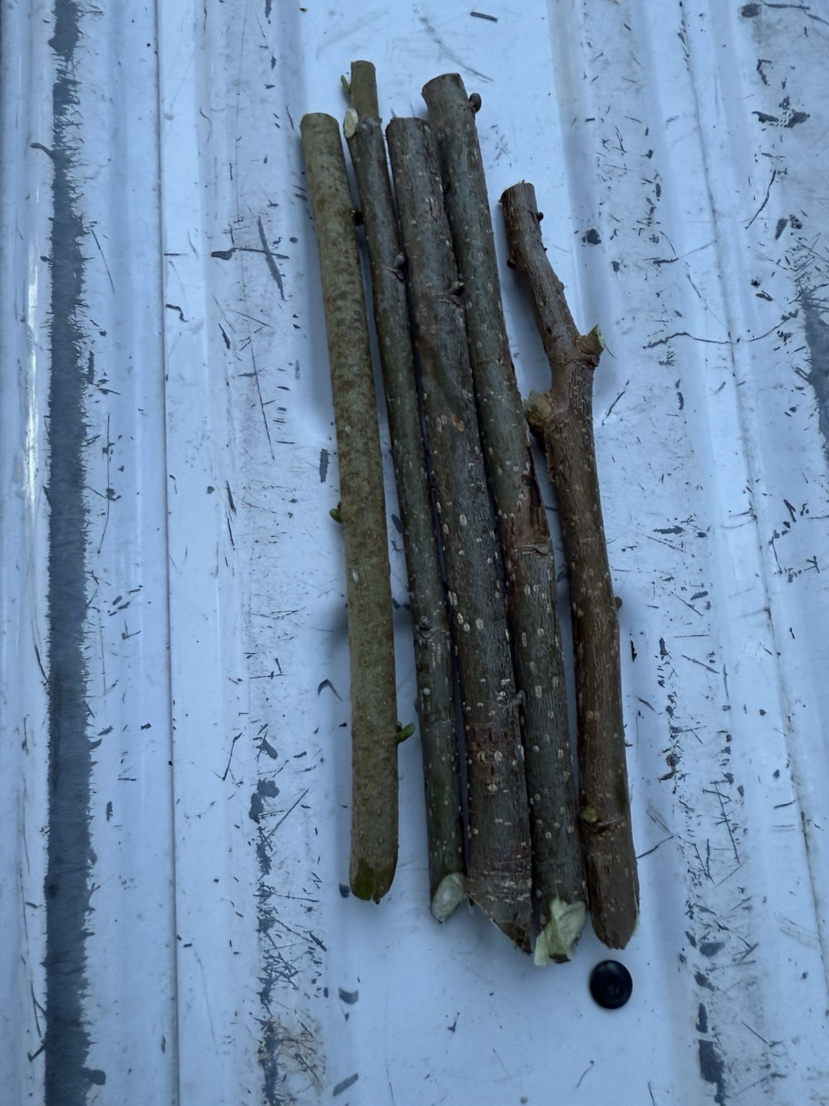 5 Fresh, Organically Grown Fruitless (Male) Red Mulberry Cuttings (Morus rubra) gallery