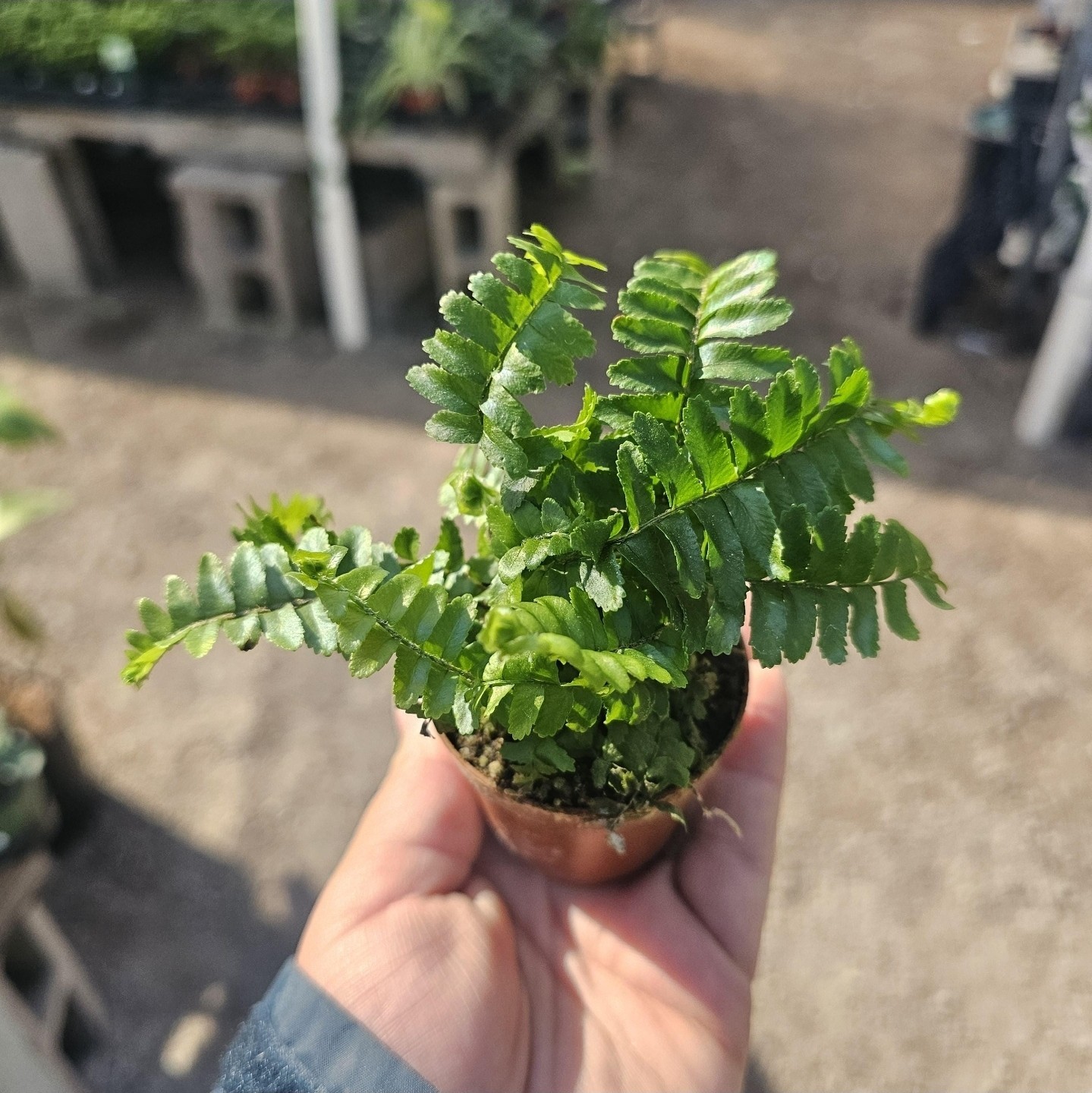 Jester's Crown Fern | Nephrolepis exaltata | 2in pot gallery