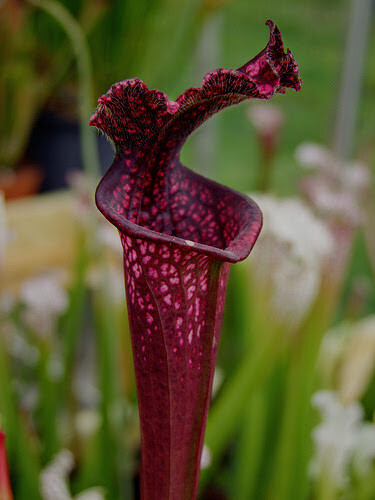 CARNIVOROUS PITCHER PLANT: Sarracenia leucophylla "Burgundy" SMALL gallery