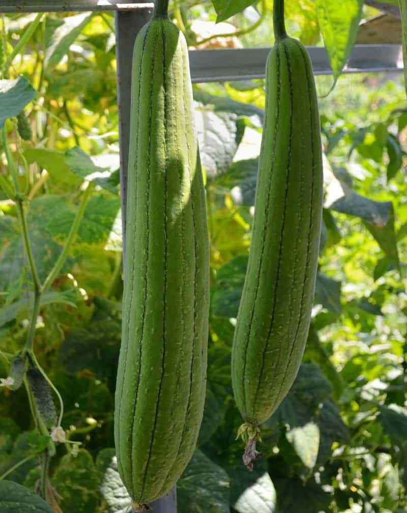15+ Sponge dishcloth Gourd Seeds Luffa Gourd Smooth Loofah Chinese Sigua USA gallery