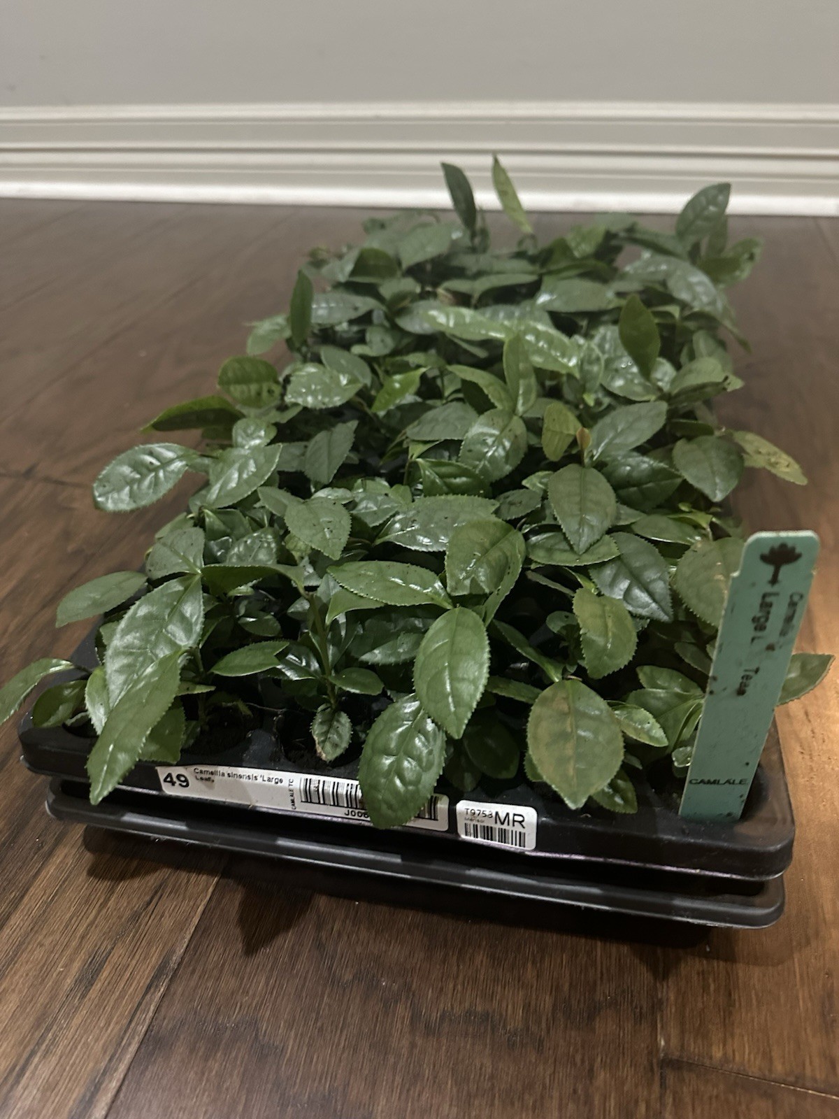 Camellia sinensis - 1 TC Plant Plug Tree - 2-6 inches - Tea Leaf!!! gallery