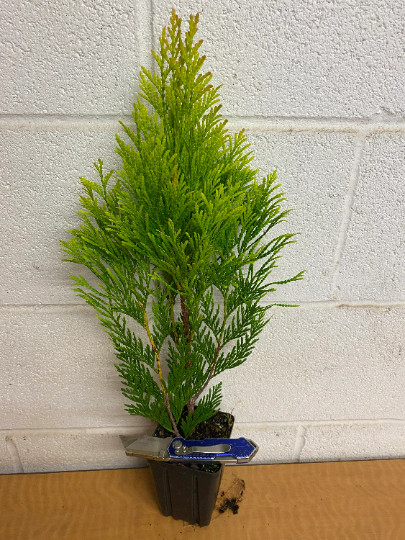 Golden Arborvitae (thuja plicata) tree qt pot gallery