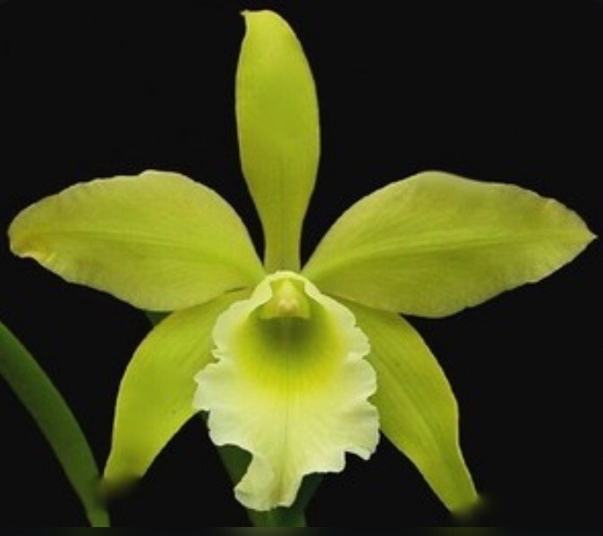 Rlc Everything Nice ‘Showtime’ Green White Fragrant Mericlone Orchid 2.5” Pot gallery
