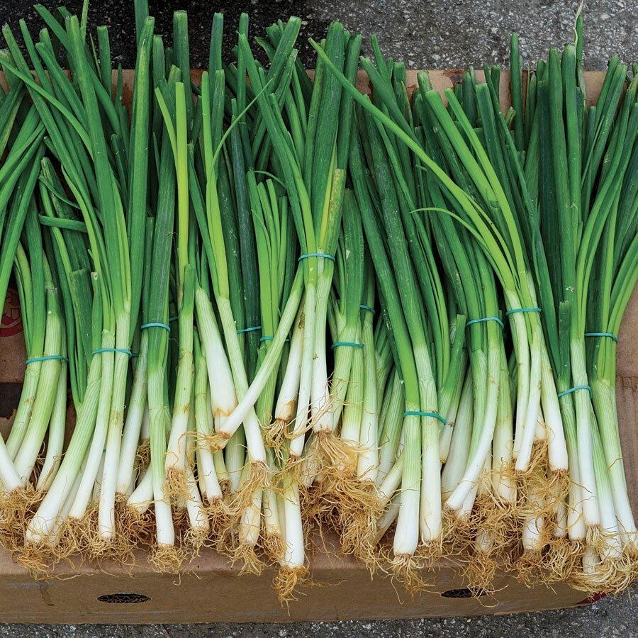 200 EVERGREEN BUNCHING ONION SEEDS ~ heirloomseedguy ~ 2026 ~ NON-GMO gallery