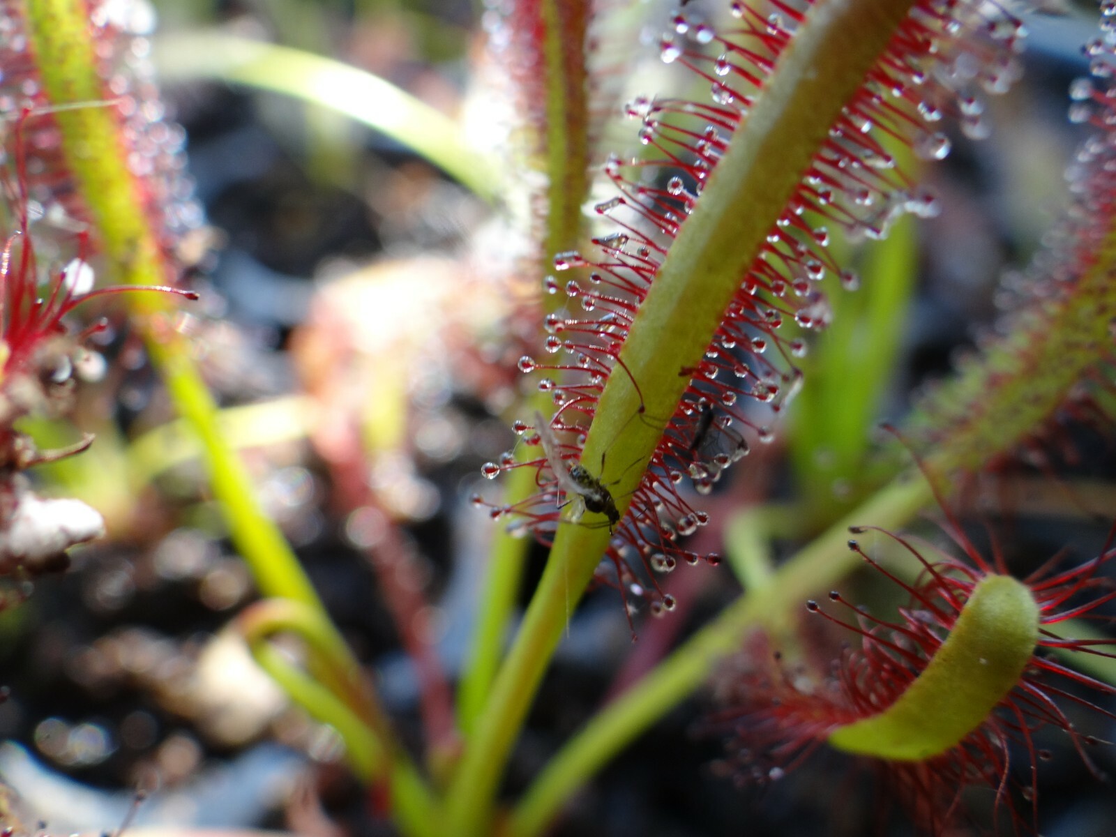 LIVE Carnivorous Cape Sundew (Drosera capensis Typical) Small Plant gallery