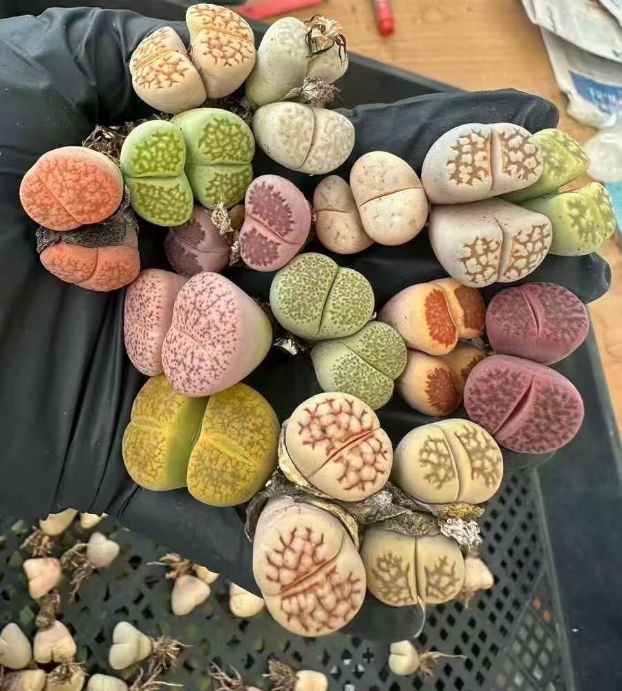 5 Assorted double-head Lithops (Living Stones) 6 years old/mix/bare root gallery