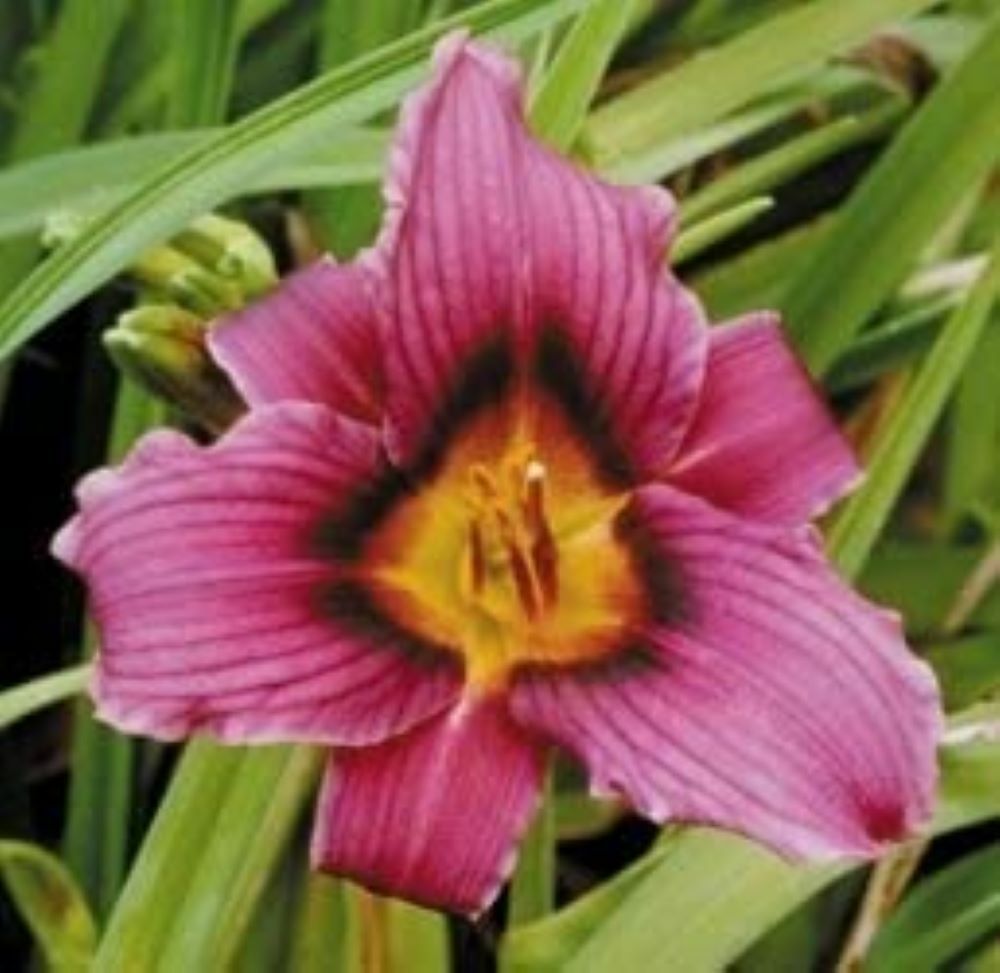 15 Bareroot Hemerocallis Grape Magic Daylilies Tennessee Grown gallery