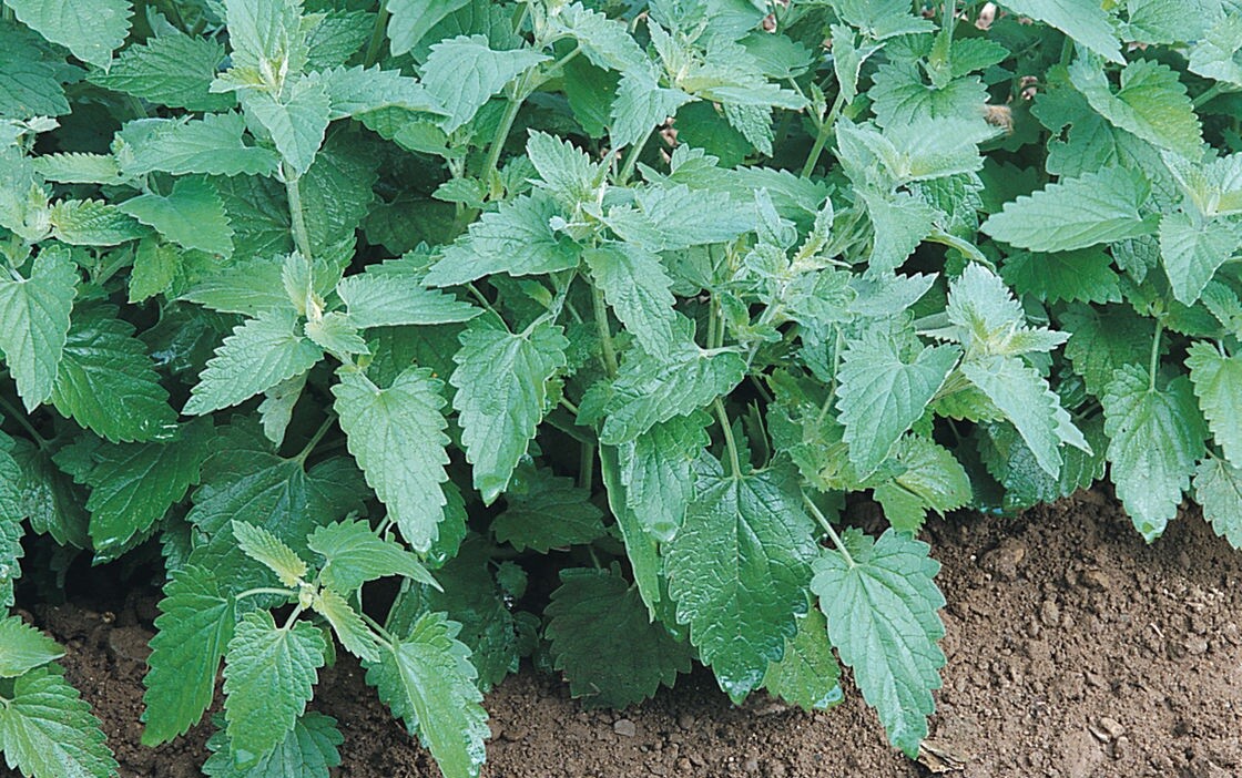 Catnip Seeds heirloom Non GMO cat party supplies 300 -10K seeds Bulk herbs gallery