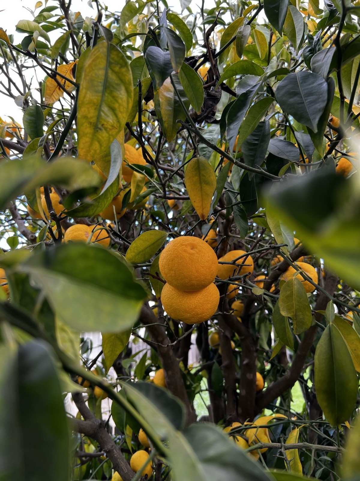 30 Fresh Yuzu Citrus Seeds 🍋 gallery