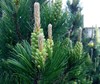White Spruce Tree Seeds for Planting - 30 Seeds gallery
