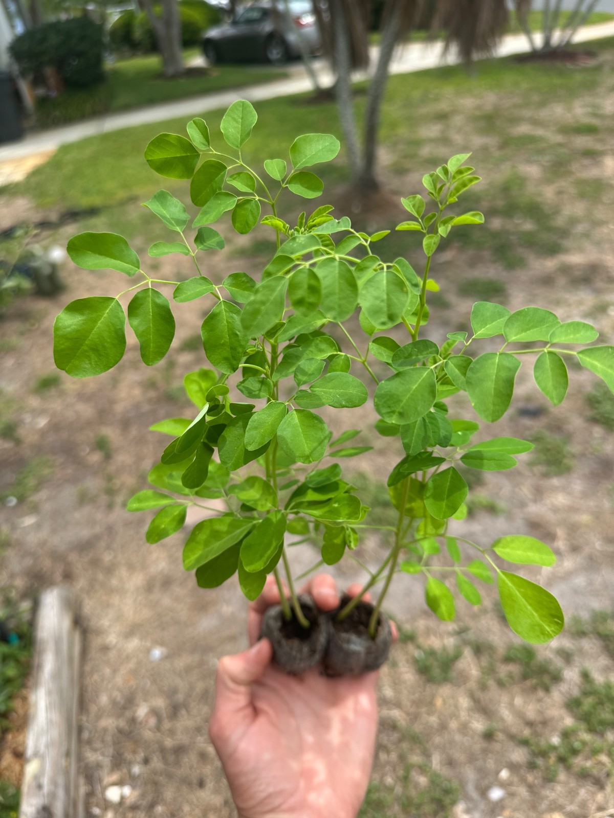 Live Moringa Tree Seedling 11 Inch+ Moringa Oleifera live Miracle Tree Plant gallery