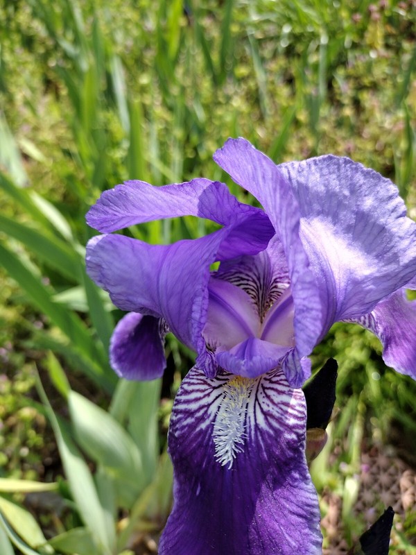 50x MIXED VARIETIES/COLORS BEARDED IRIS Bulbs/Rhizomes FRESH gallery