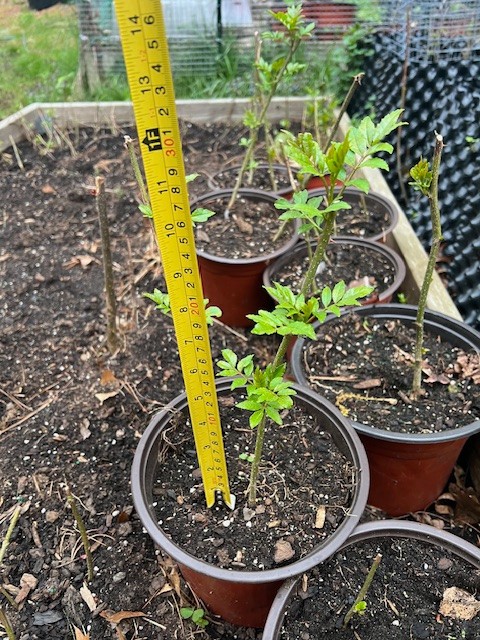 Live Sichuan Pepper Tree 1Yr Old, Zanthoxylum simulans, Lot of 2 花椒树苗 gallery