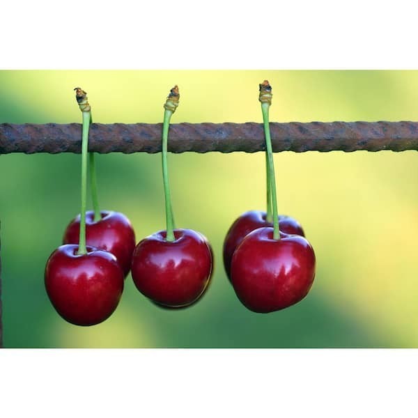 3 ft. Lapins Cherry Semi-Dwarf Tree – Self-Pollinating, High Yield gallery