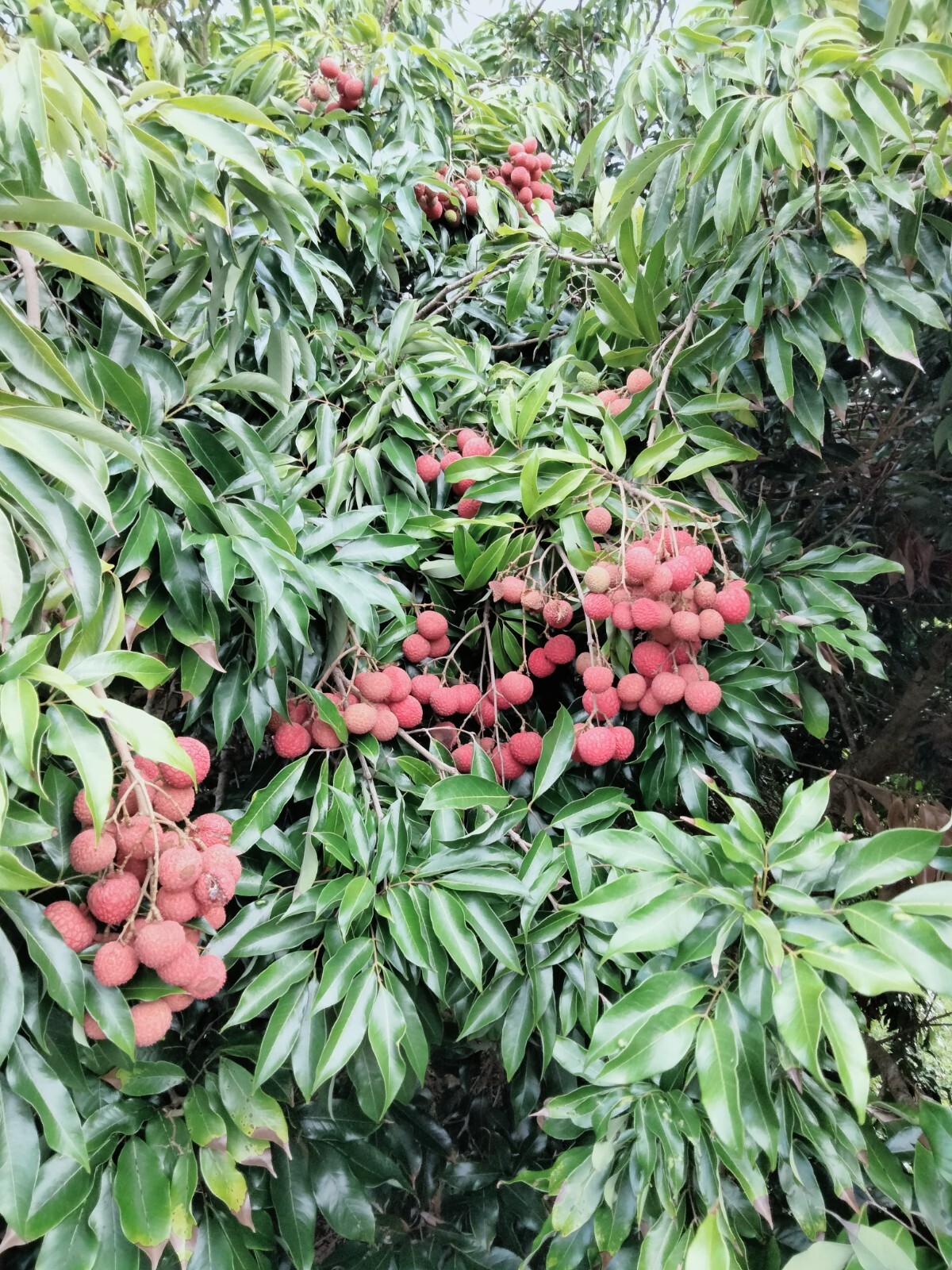  LYCHEE KAIMANA FRUIT TREE 4 CUTTINGS FROM 5"-6" LONG UNROOTED  FOR GRAFTING gallery