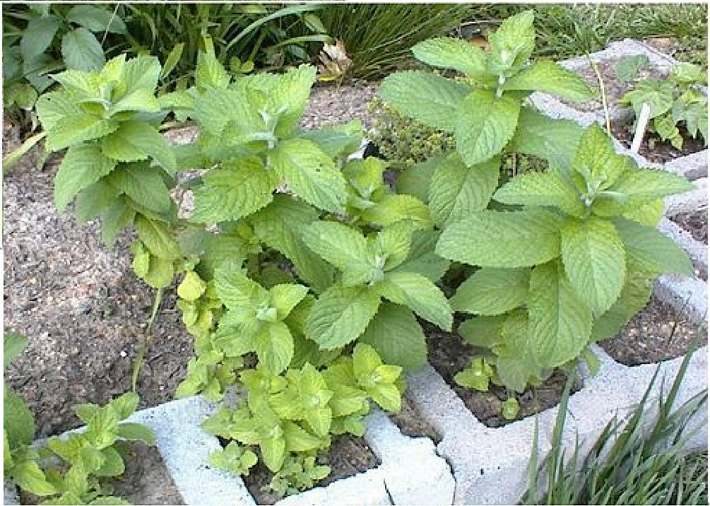 Apple Mint Herb Sweet Smelling Mint Over 50 Seeds USA Seller gallery