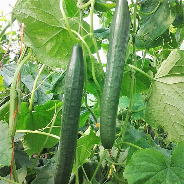Long Green Improved Cucumber Seeds 50+ Vegetable Garden NON-GMO USA FREE S&H gallery