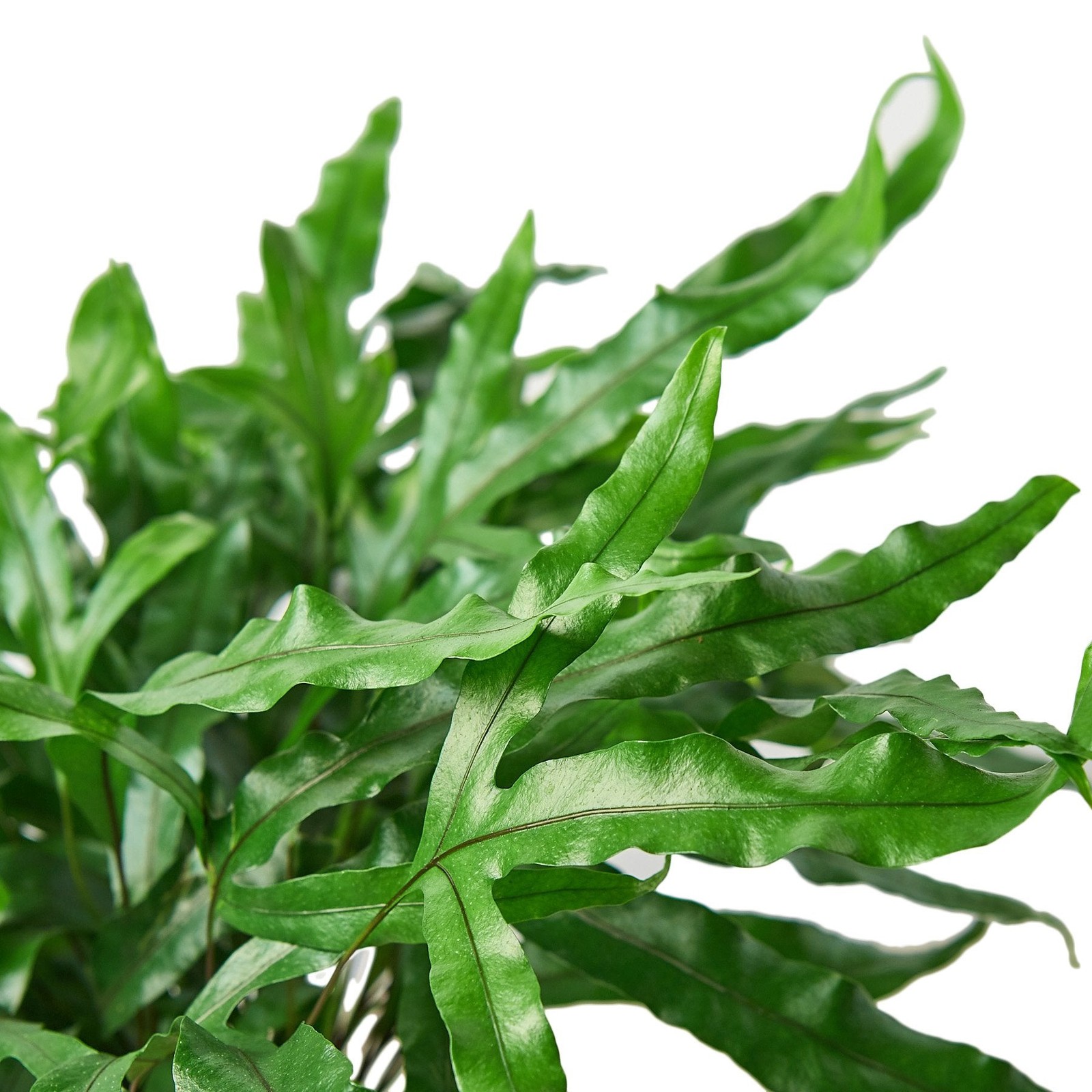 Fern 'Kangaroo Paw' gallery