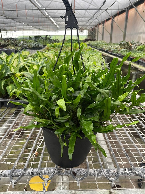 Fern 'Kangaroo Paw' gallery