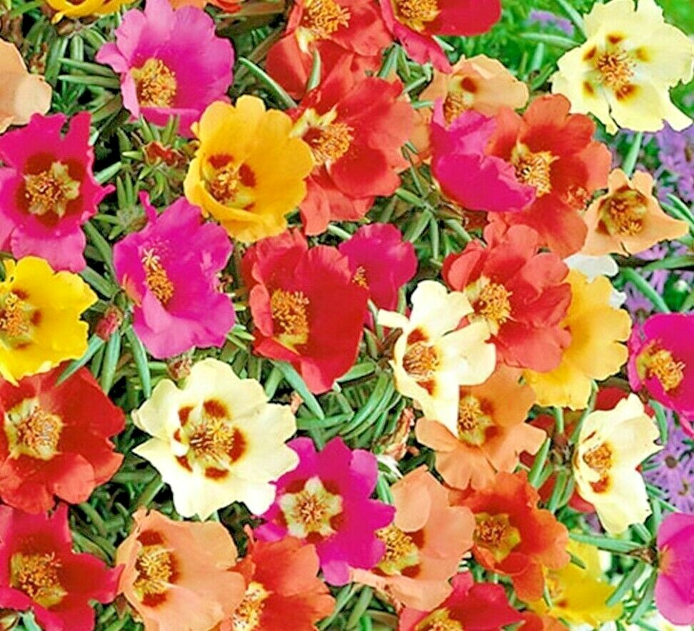 3000+ MOSS ROSE GRANDIFLORA SEEDS SPRING MIX FLOWERS GROUNDCOVER BUTTERFLIES USA gallery