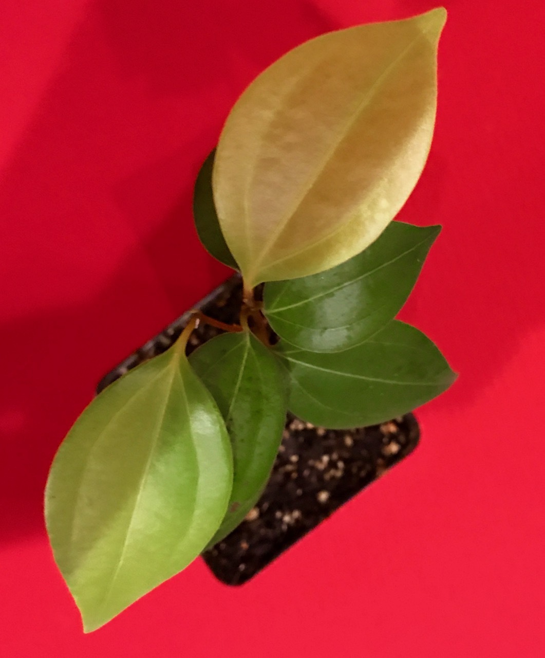 CEYLON CINNAMON Cinnamomum zeylanicum Starter Tree Potted Plant Spice Tea gallery