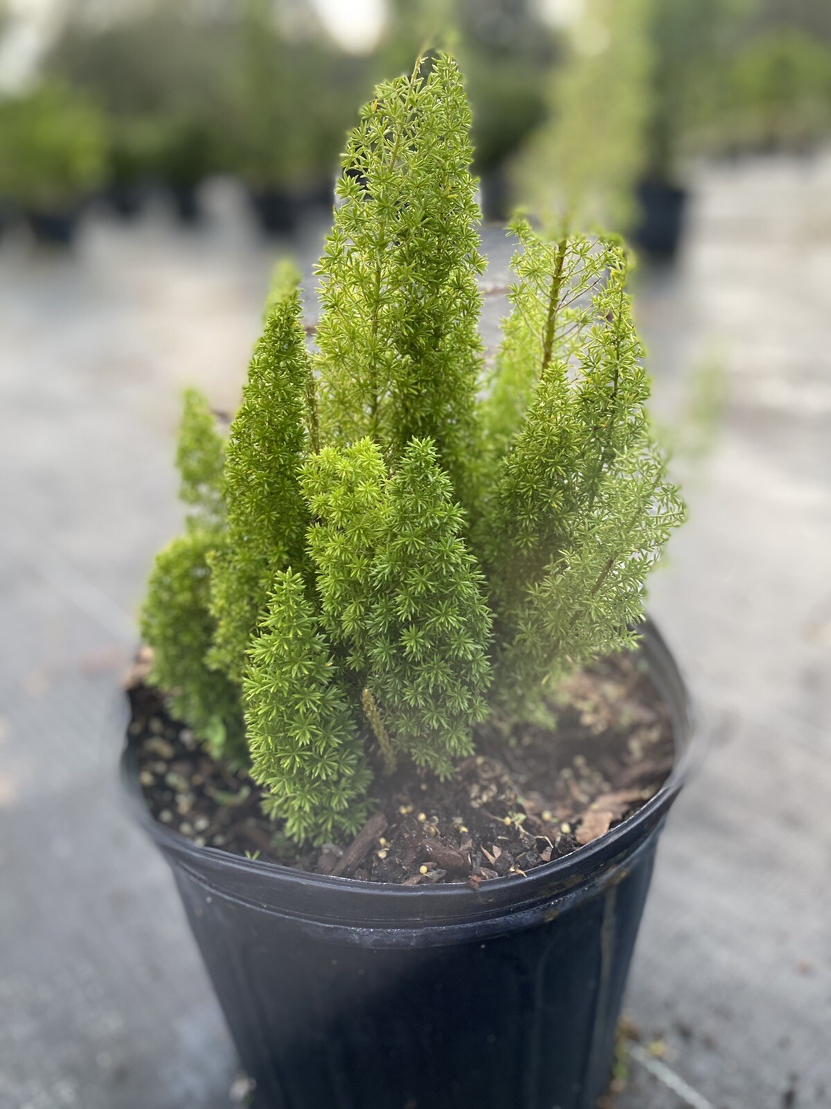 Foxtail Fern - Live Plants - Asparagus Densiflorus Myers - Tropical Groundcover gallery