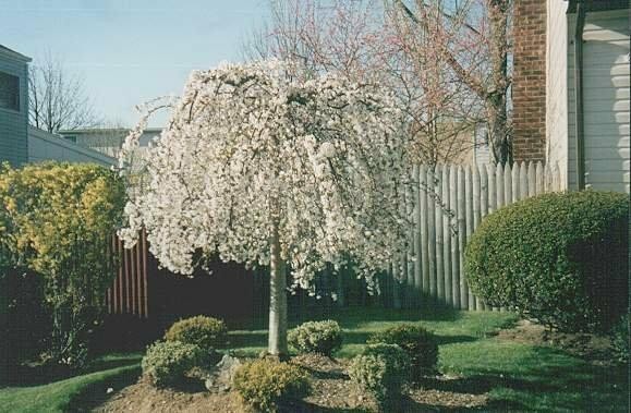 2 Weeping Cherry Trees 2.5" pot