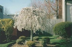 2 Weeping Cherry Trees 2.5″ pot