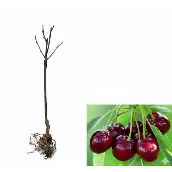 3 ft. Lapins Cherry Semi-Dwarf Tree – Self-Pollinating, High Yield gallery