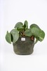 Waxed Canvas Handmade Hanging Planter 6" Forest Green gallery