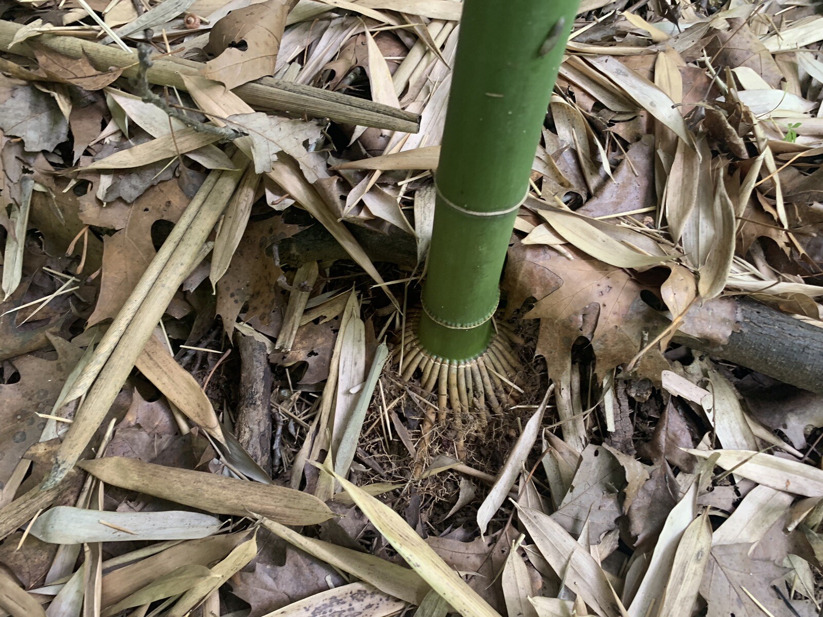 Live Bamboo Rhizome Roots Plants Phyllostachys Aurea gallery