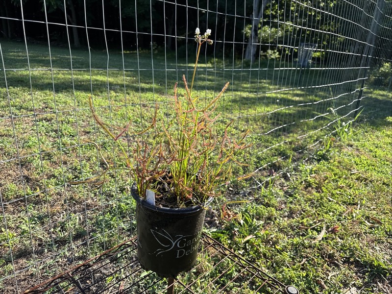 DROSERA MULTIFIDA/BINATA MIX. ESTABLISHED GALLON SIZE, EXTRA LARGE CLUMP gallery