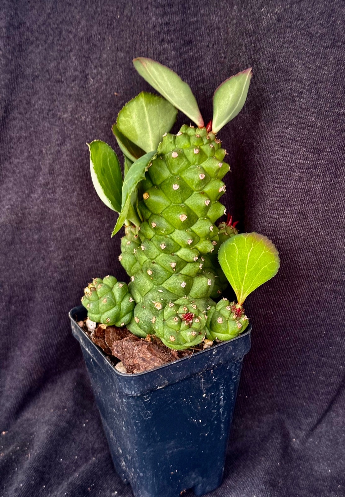 Monadenium ritchiei, succulent gallery