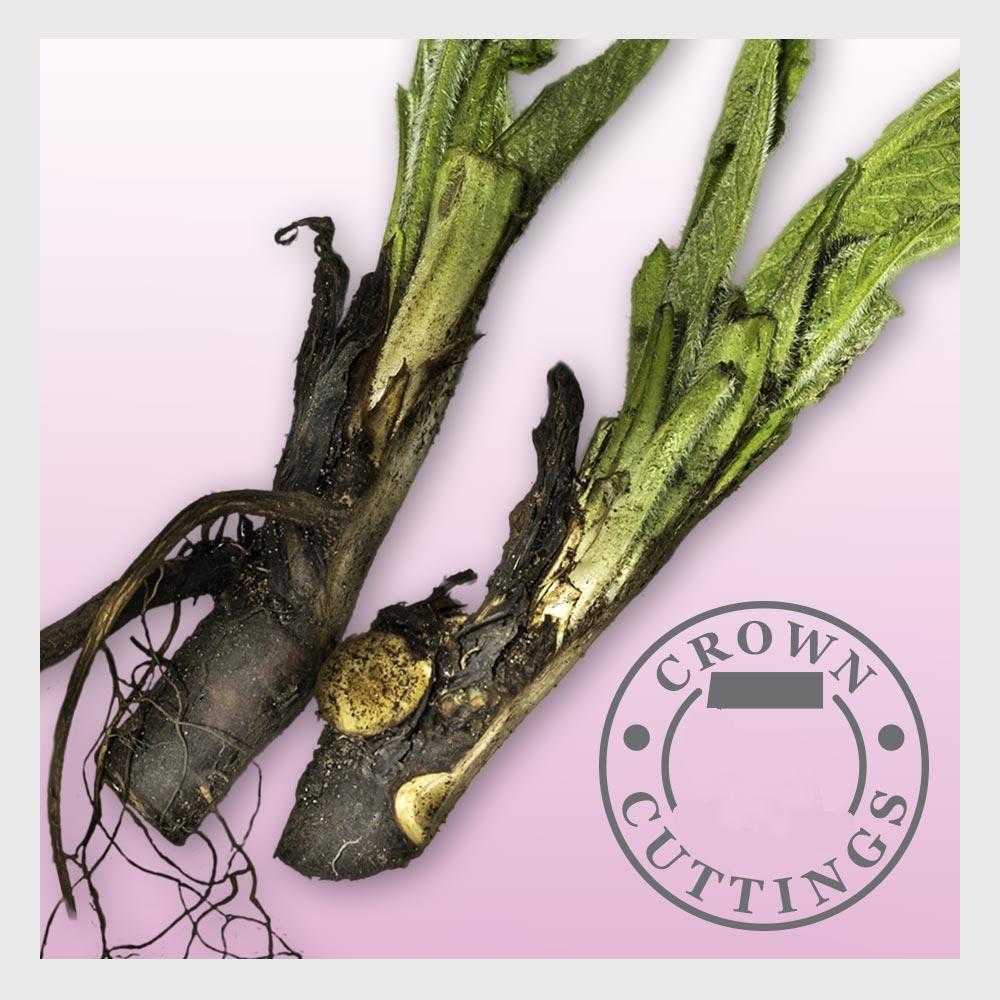 Russian Comfrey Live easy CROWN Cuttings - Bocking 4 Cultivar