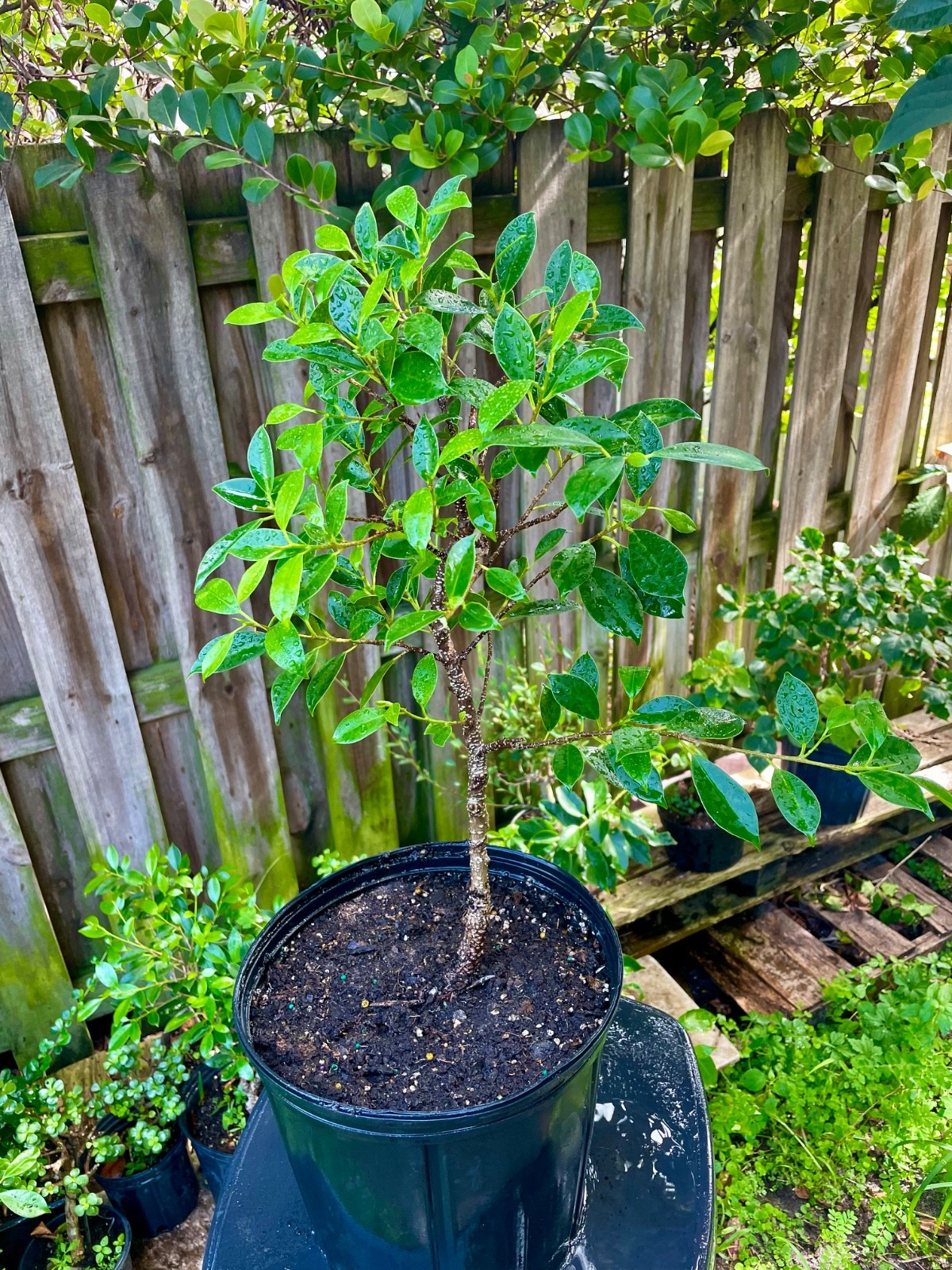 Tigerbark Ficus Bonsai Tree aerial roots 5 years Ariel /Fat trunk gallery