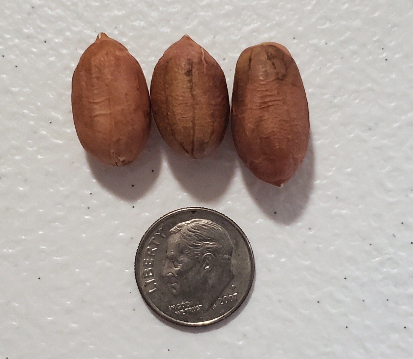 1 Lb In Shell (300 when shelled) Virginia Jumbo Peanut Seeds Heirloom Non GMO gallery
