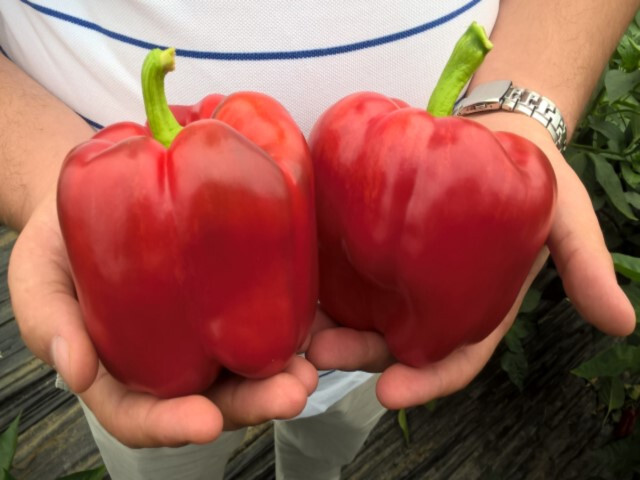 150 Cali Wonder Bell Pepper Seeds - Large - High Yields - Garden Classic gallery