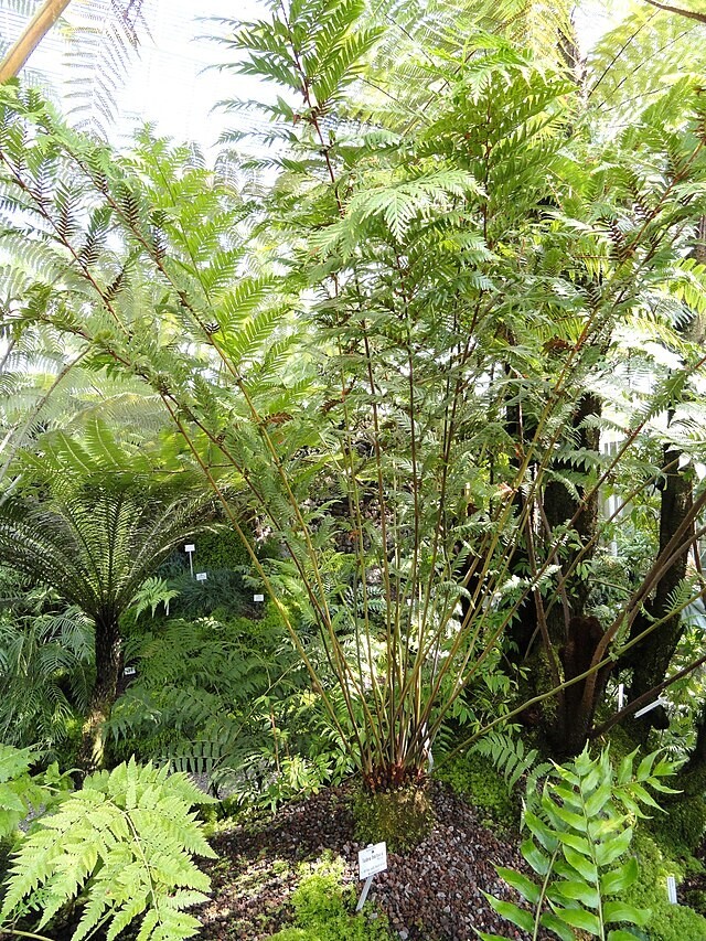 Todea barbara | King Fern | 100 Spores gallery